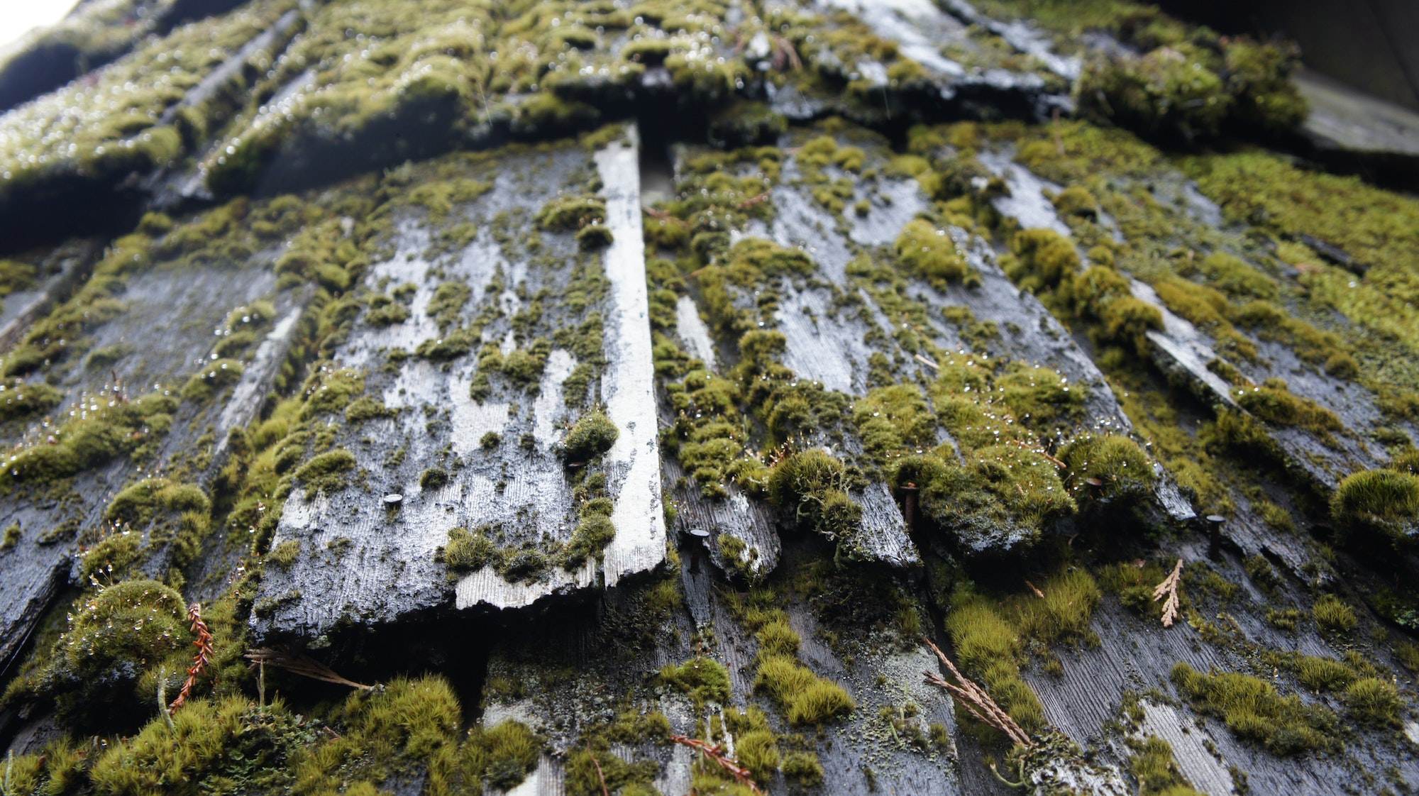 Moss roof